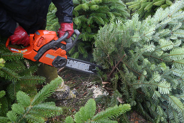 tree pruning blue mountains